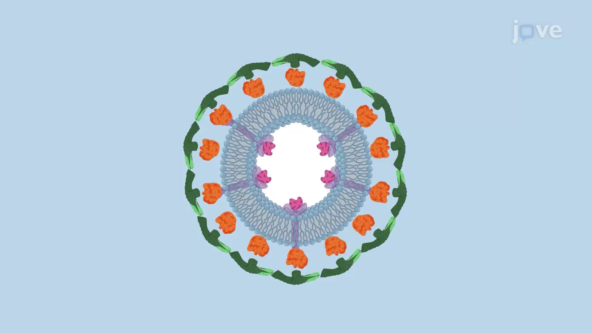 Clathrin Coated Vesicles