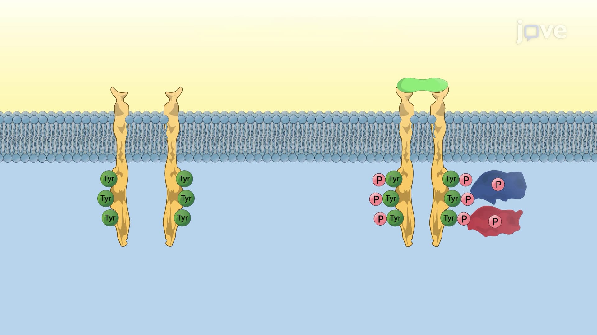 Signaling Networks of Kinase Receptors