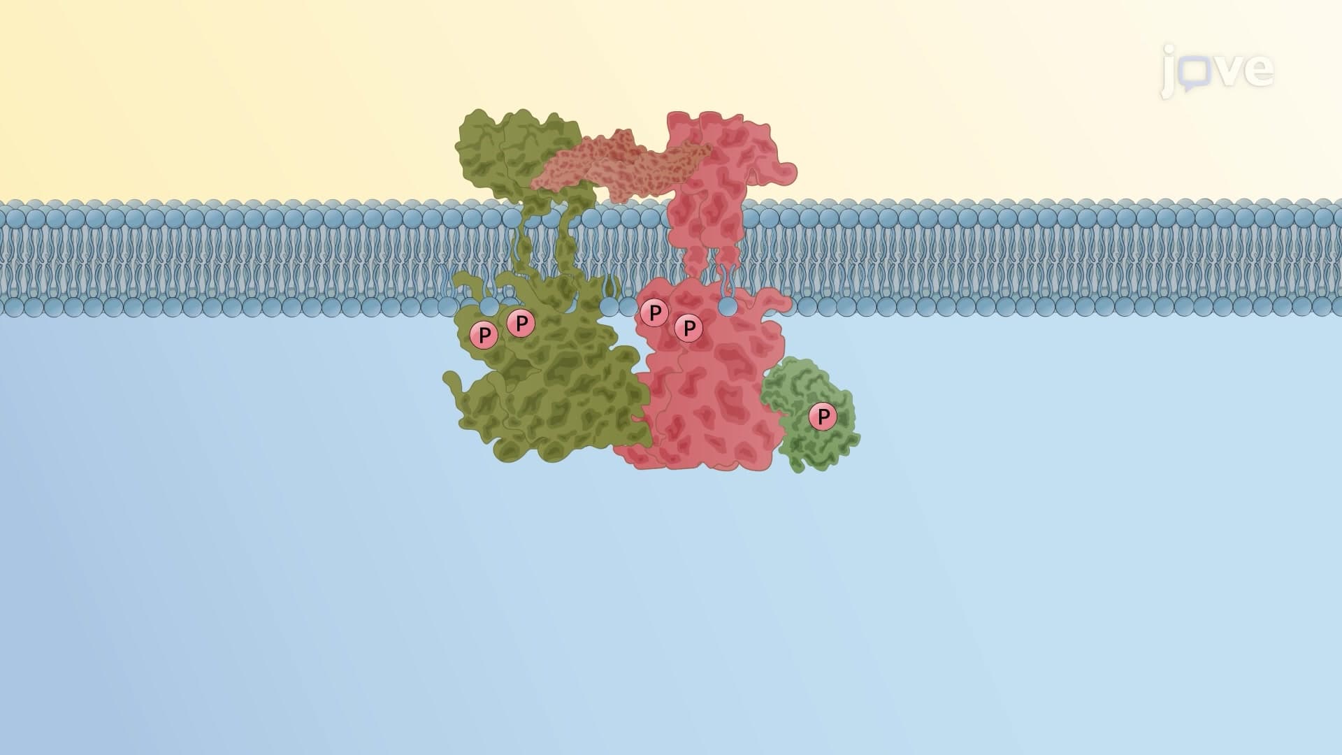 TGF - β Signaling Pathway