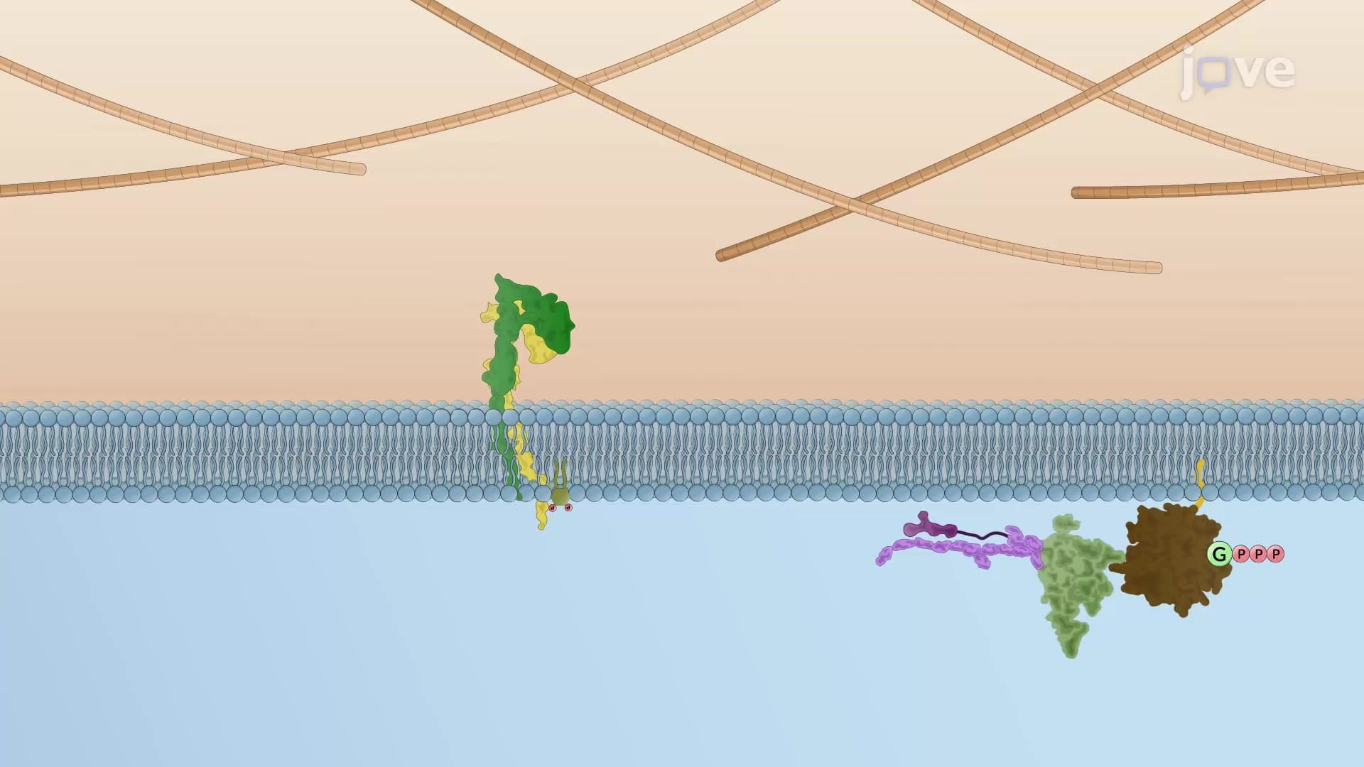 Intracellular Signaling Affects Focal Adhesions
