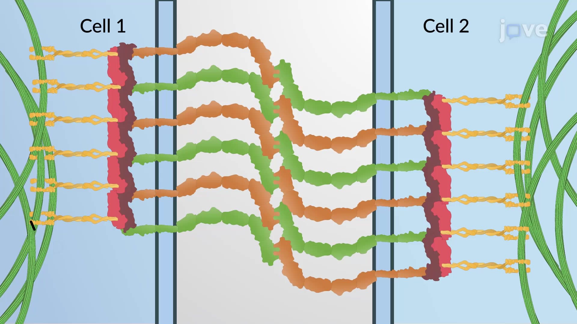 Desmosomes