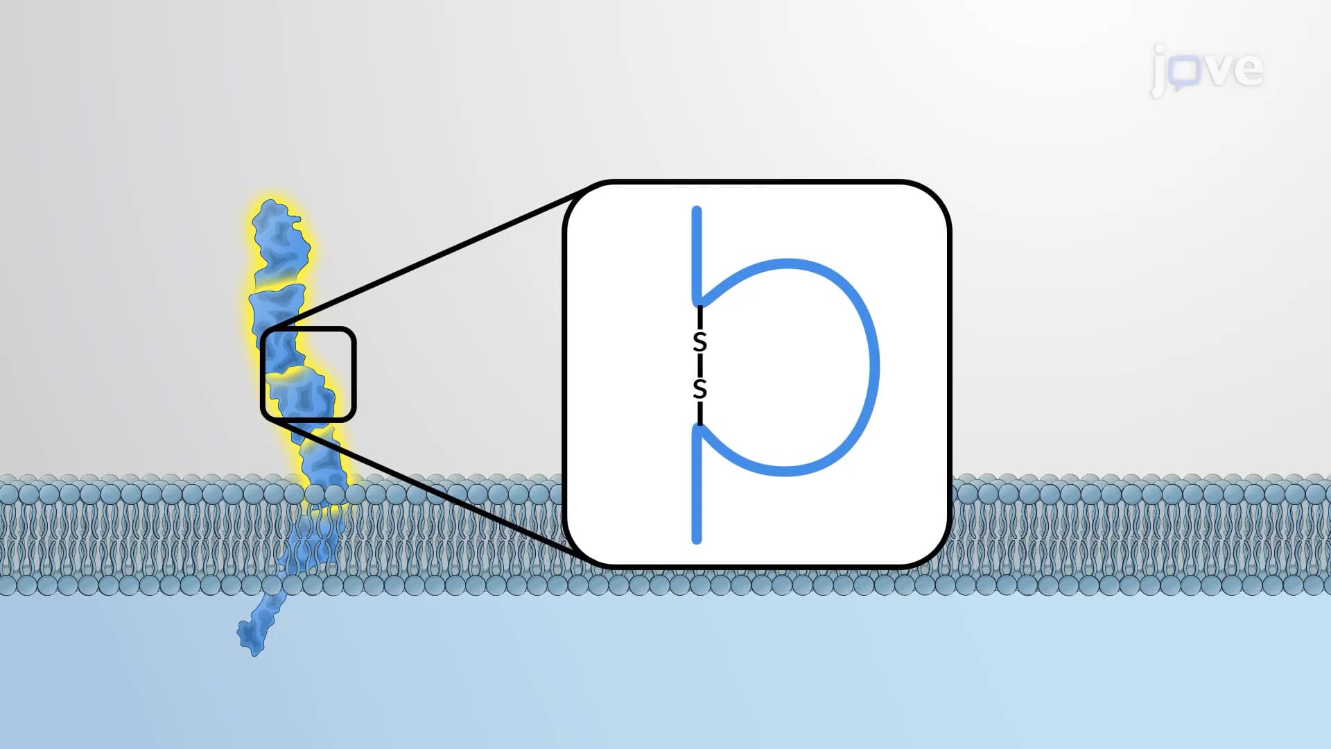 Immunoglobulin-like Cell Adhesion Molecules