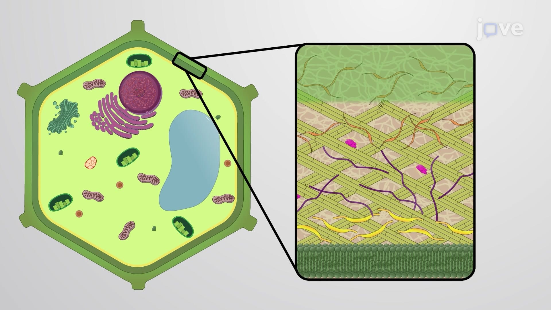 Plant Cell Wall
