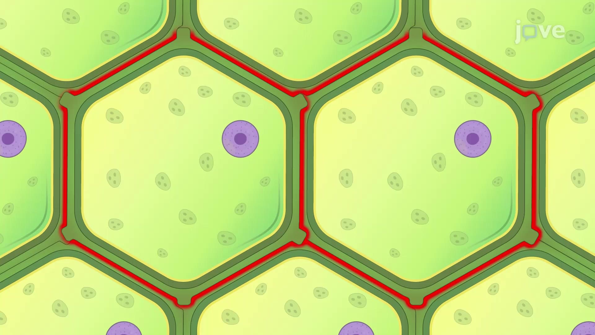Cell Adhesion in Plants