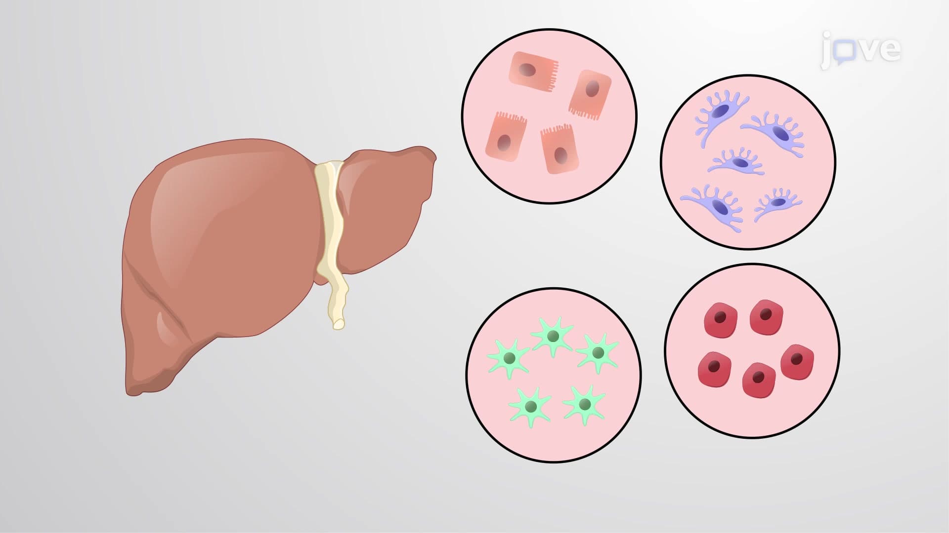 Overview Of Cell Separation And Isolation