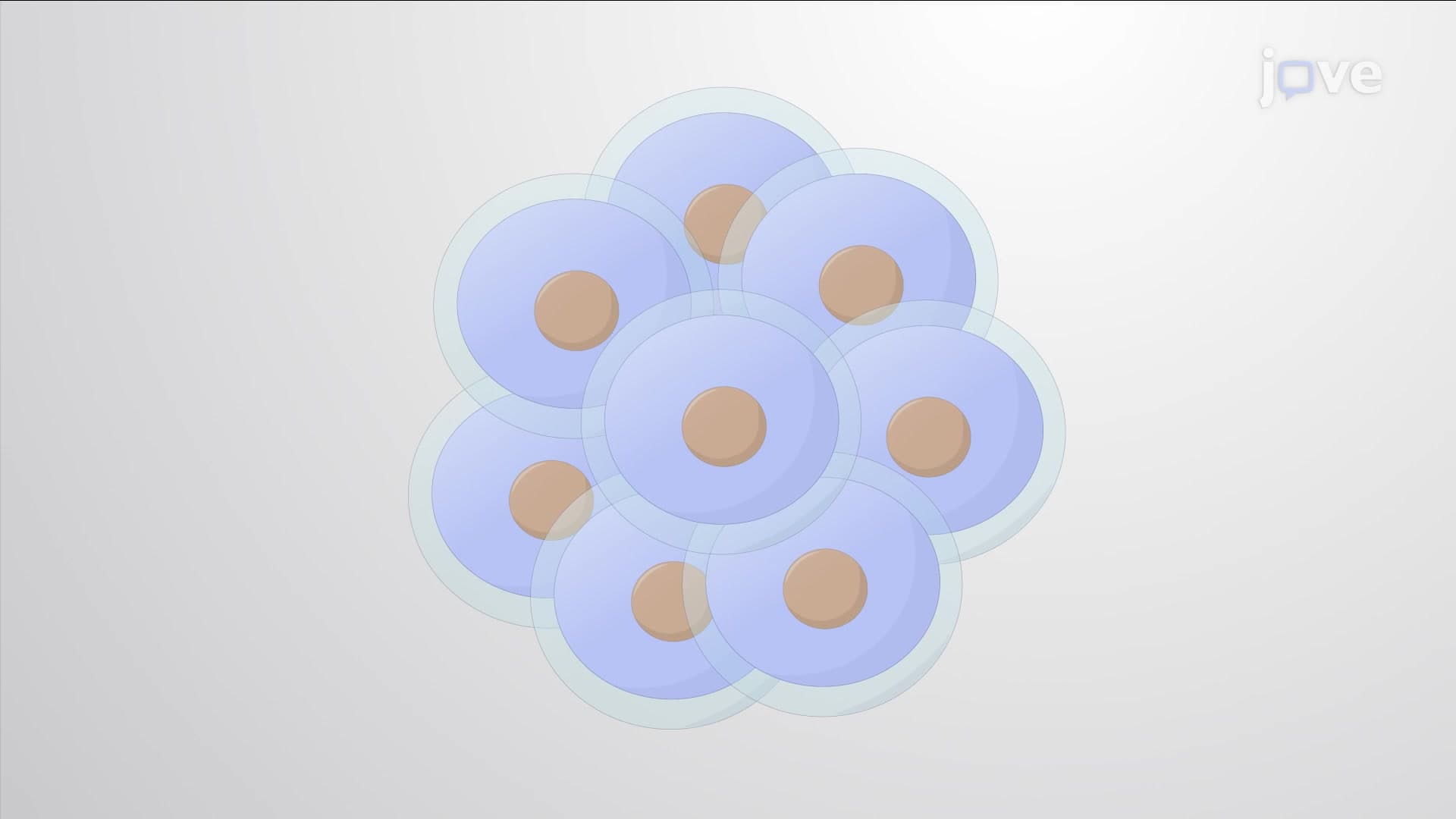 What is the Cell Cycle?