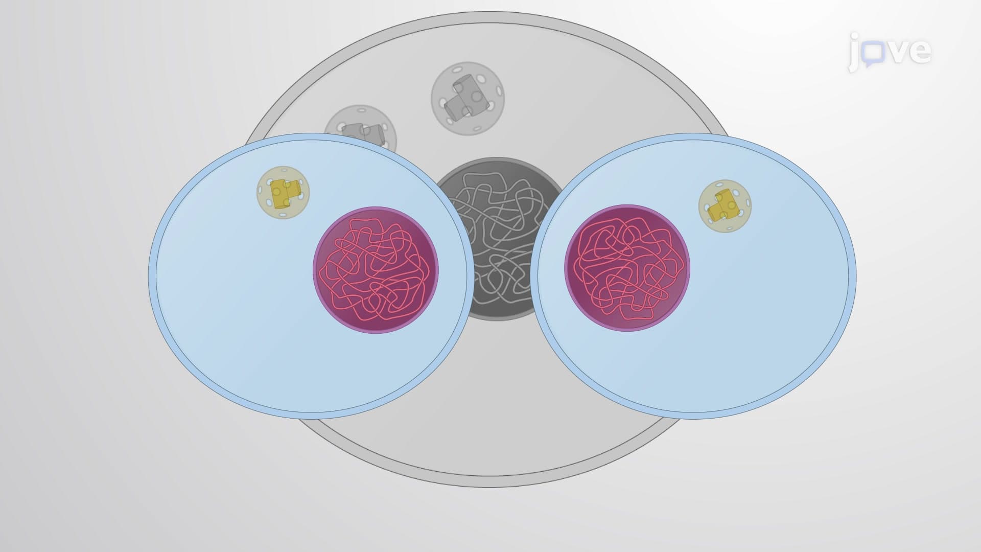 Mitosis And Cytokinesis