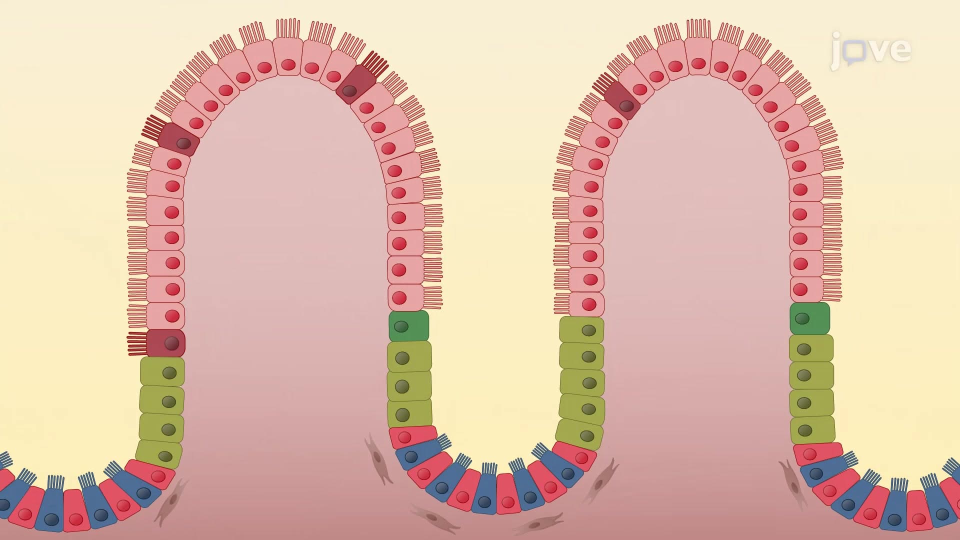 Renewal of Intestinal Stem Cells
