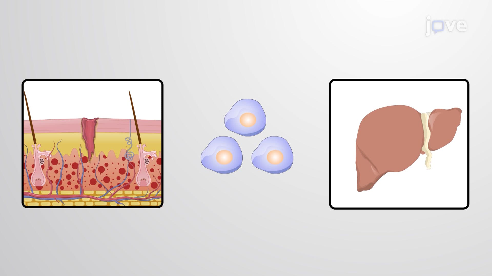 Distinctive Features of Adult Stem Cells vs Cancer Stem Cells