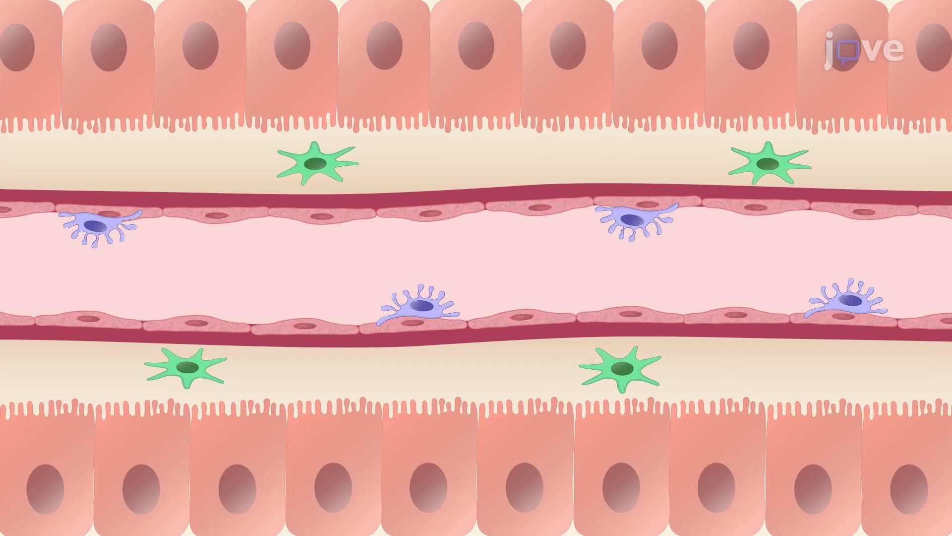 Liver Regeneration