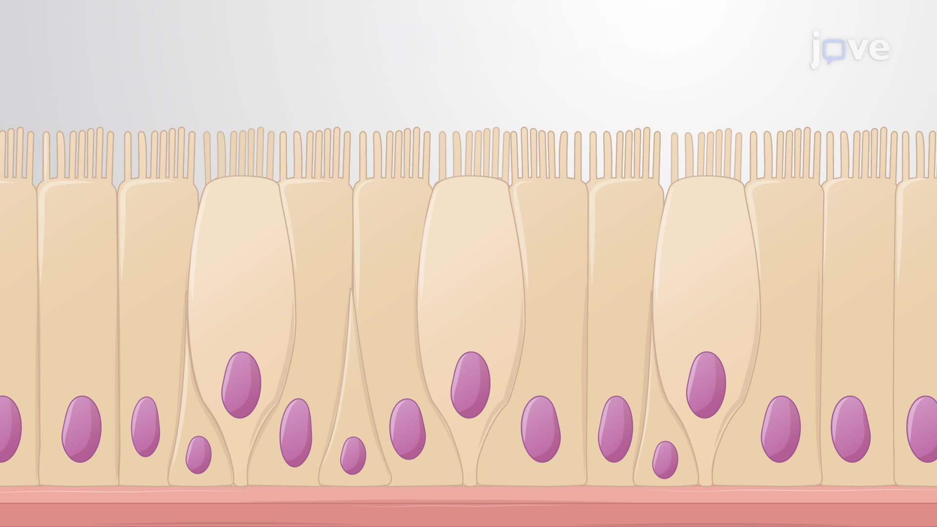 Classification of Epithelial Tissues: Simple Epithelium