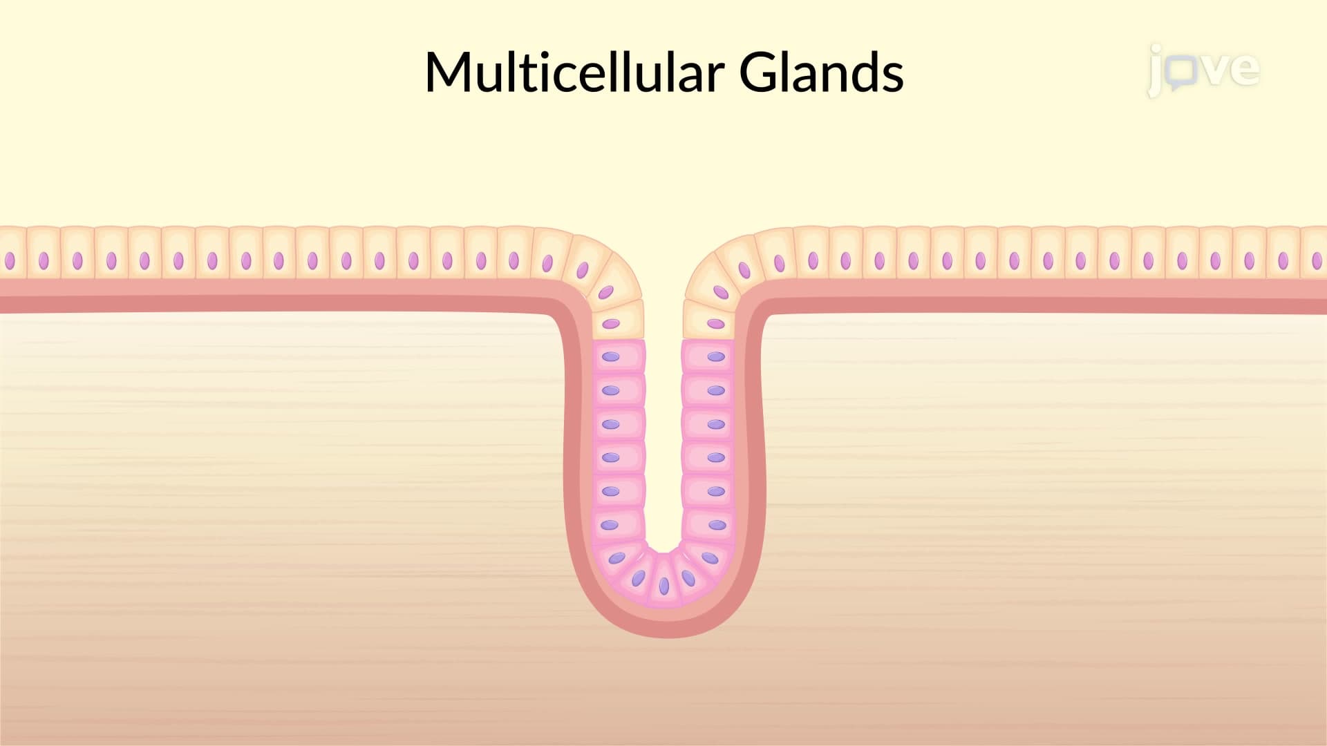 Classification of Epithelial Tissues: Glandular Epithelium