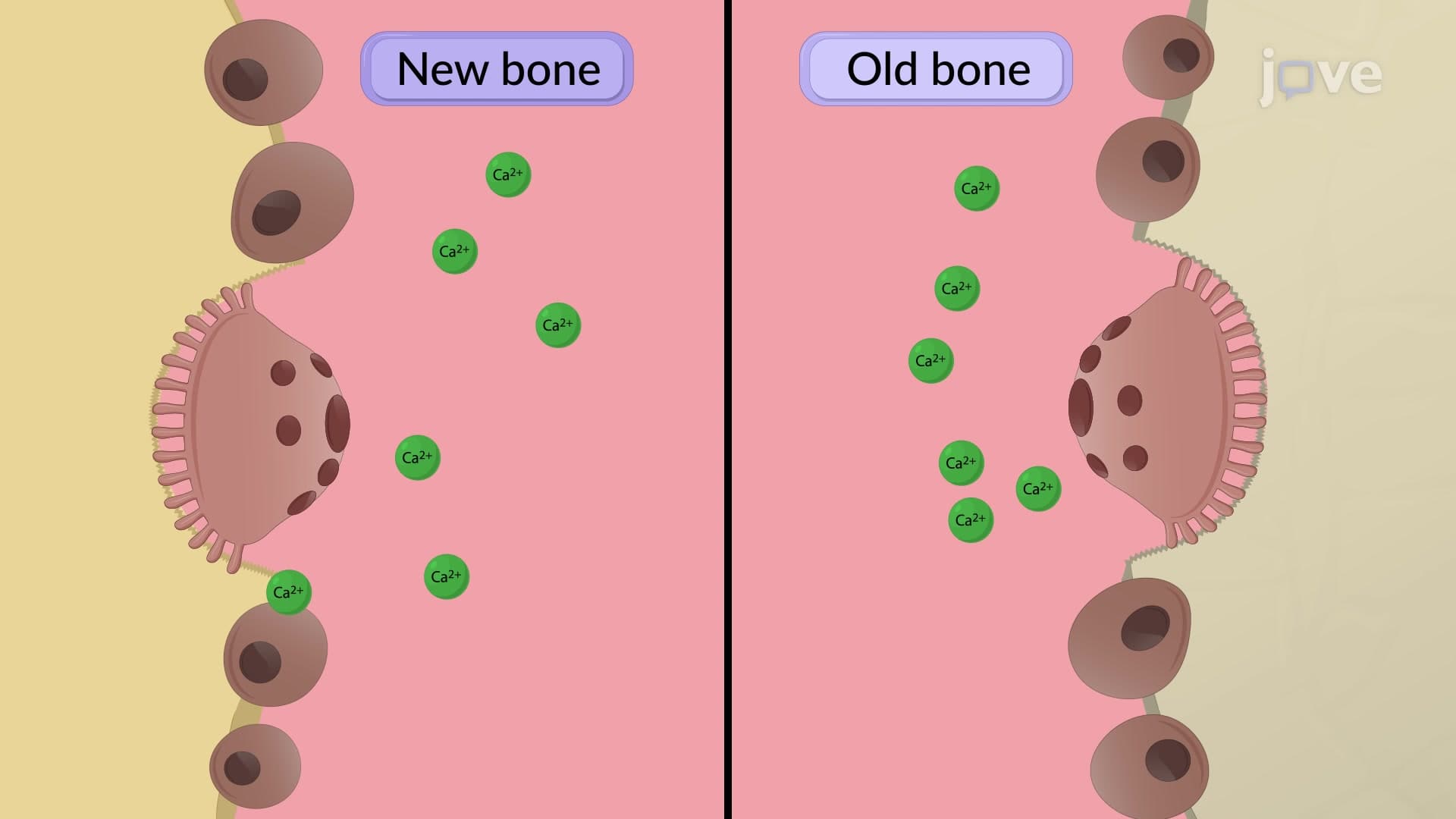 Skeleton and Calcium Homeostasis