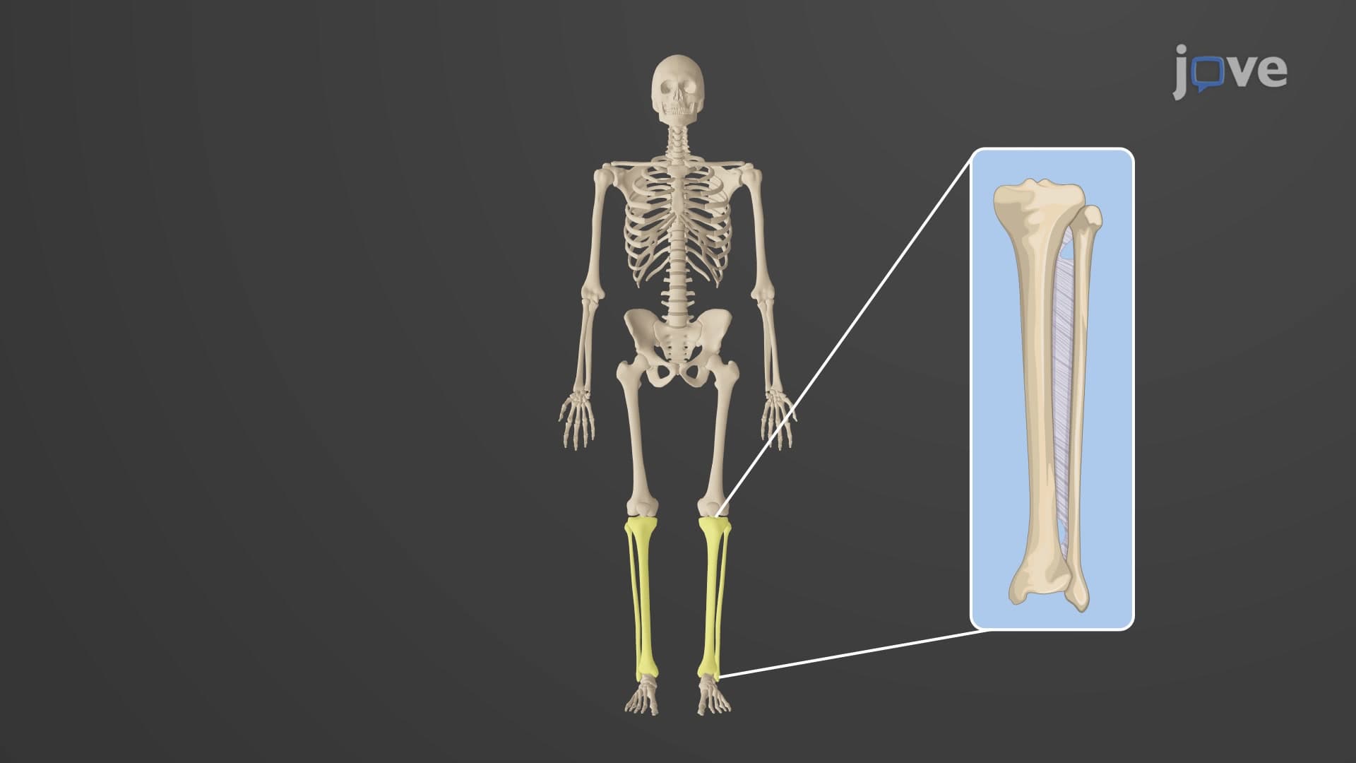 Bones of the Lower Limb: Tibia and Fibula