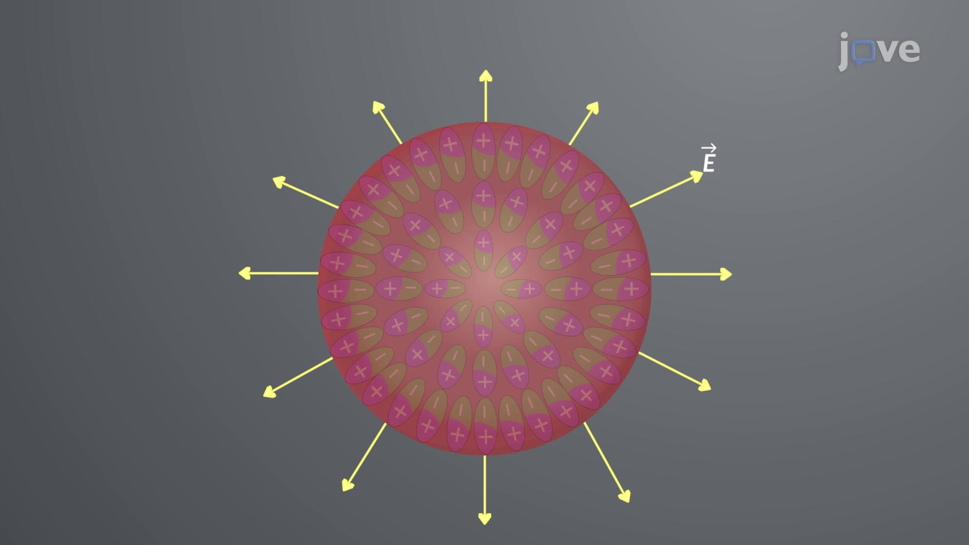 Potential Due to a Polarized Object
