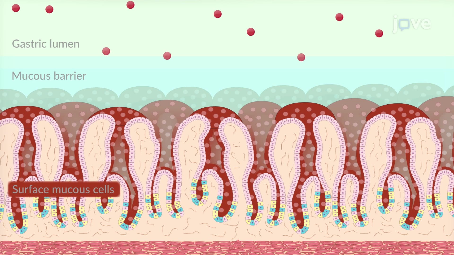 Drug Absorption: Factors Affecting GI Absorption