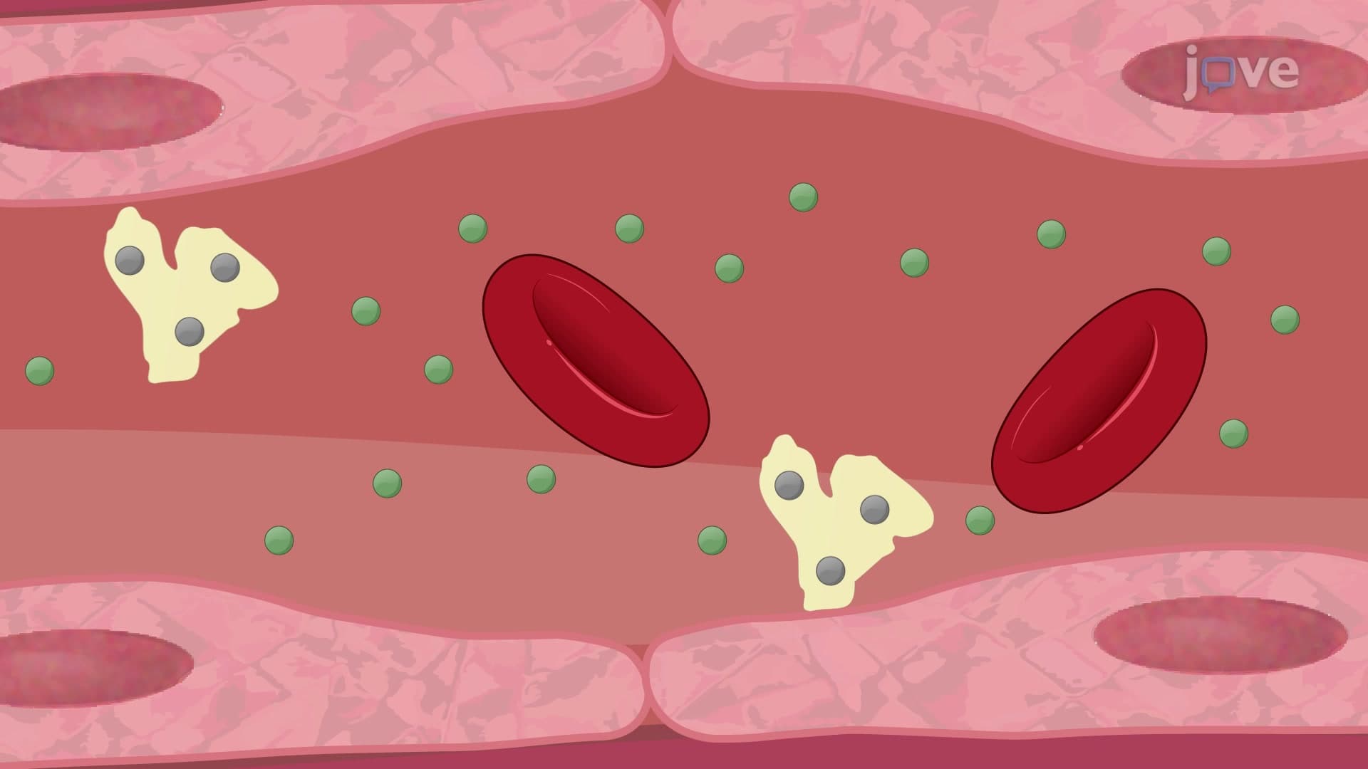 Drug Distribution: Plasma Protein Binding