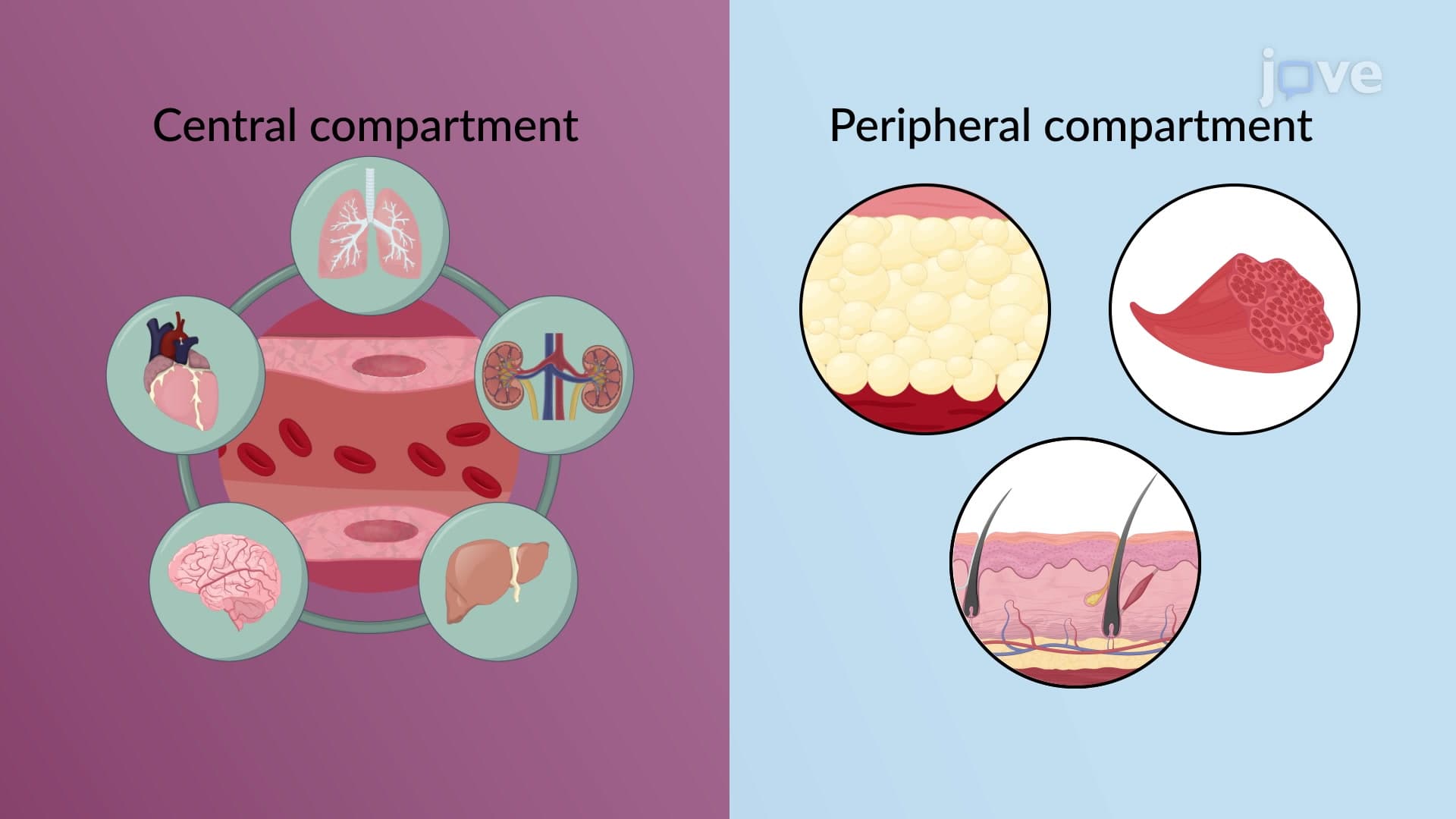 Compartment Models: Two-Compartment Model