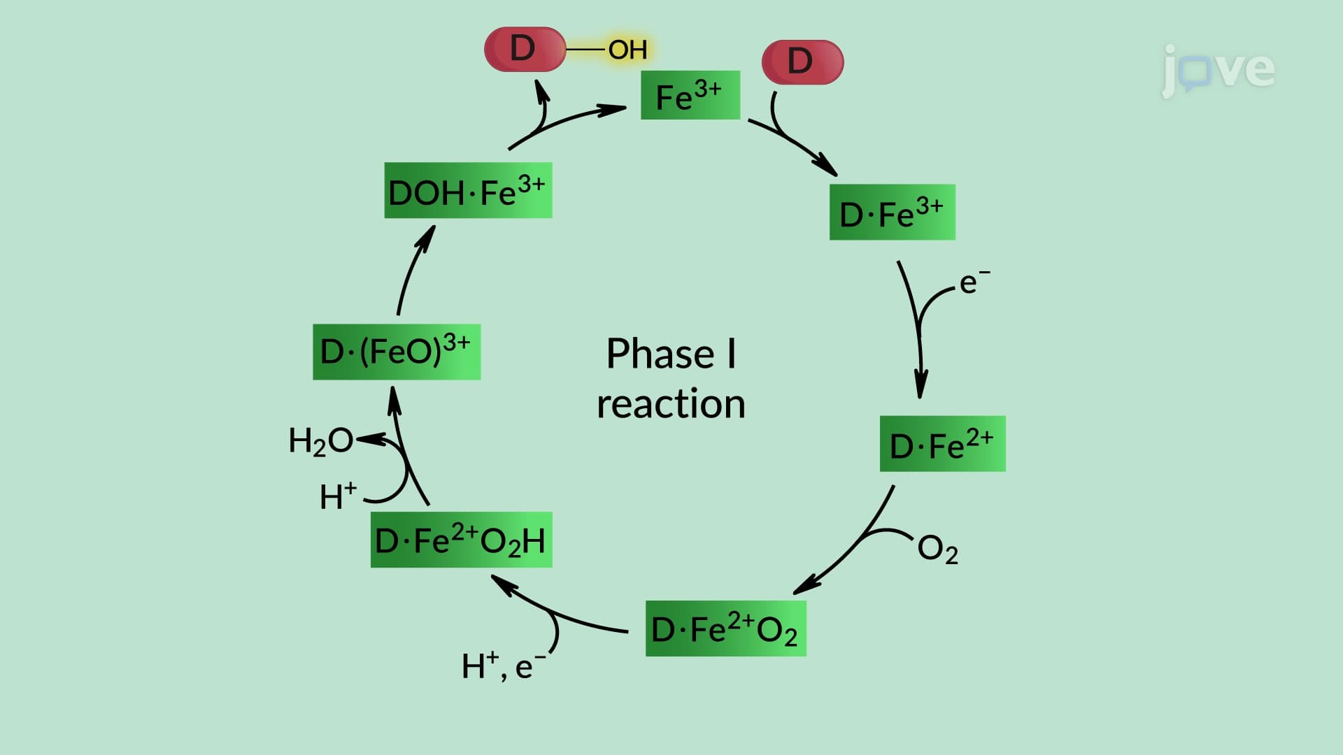 Drug Metabolism: Phase I Reactions