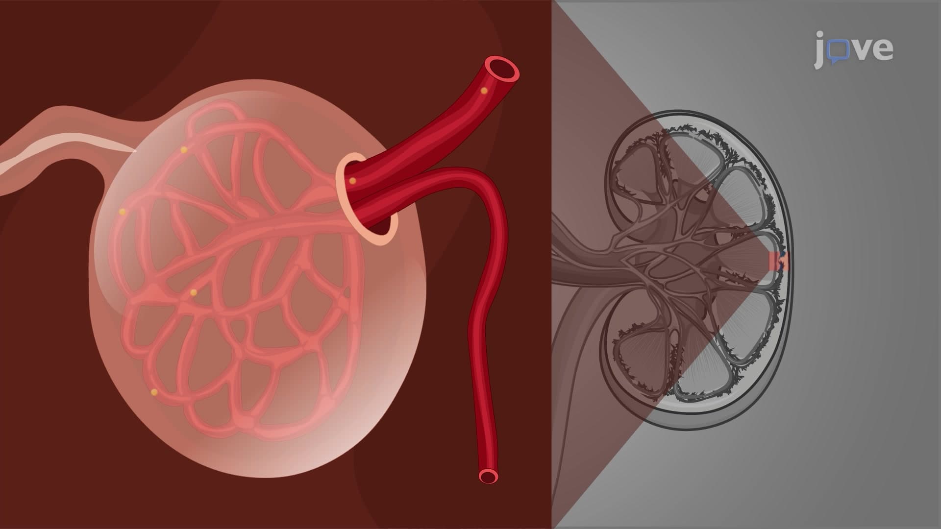Drug Elimination by Renal Route: Glomerular Filtration