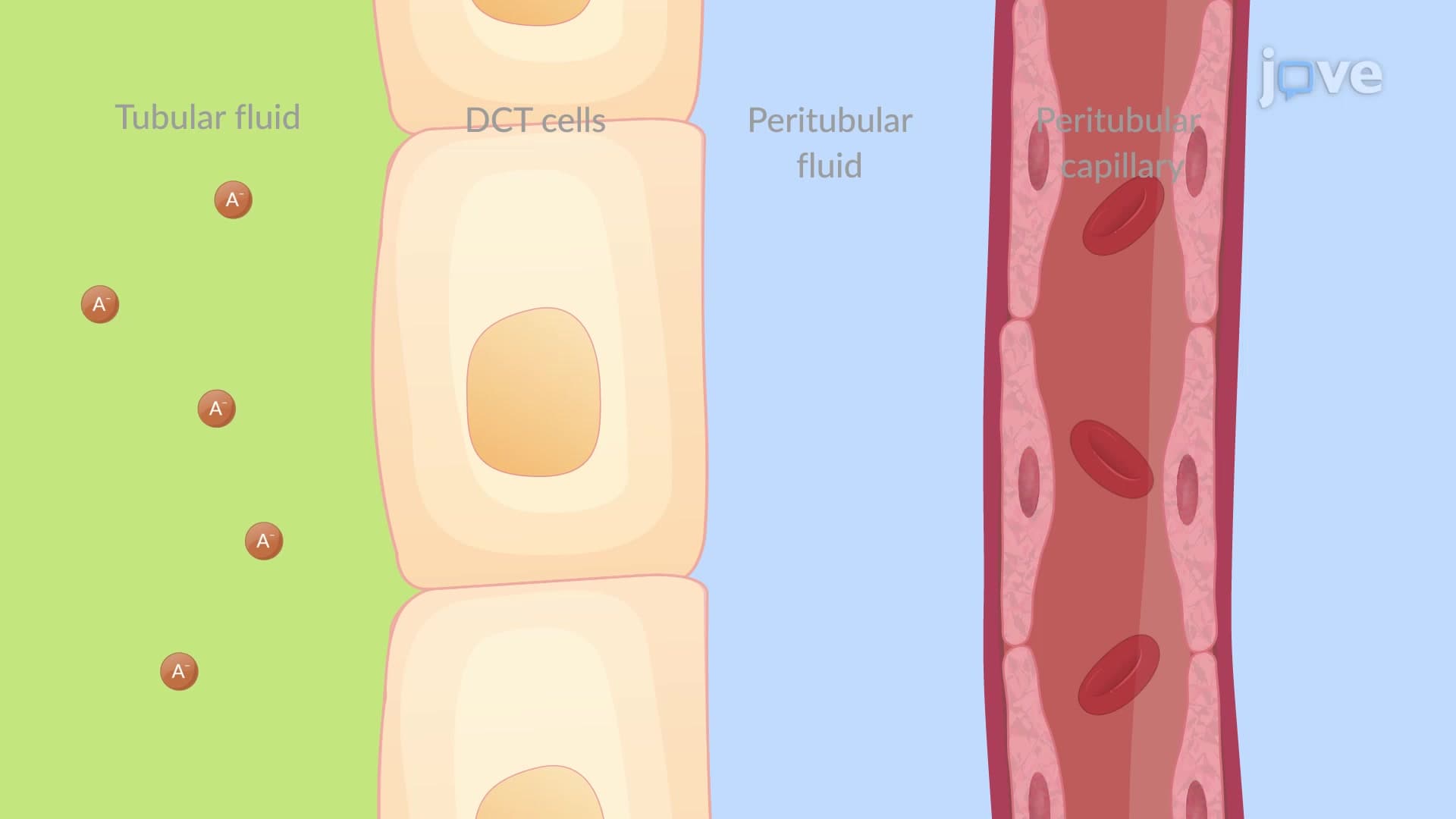 Drug Elimination by Renal Route: Tubular Reabsorption