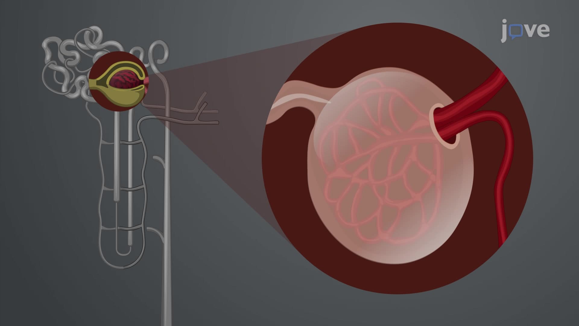 Drug Elimination by Renal Route: Tubular Secretion