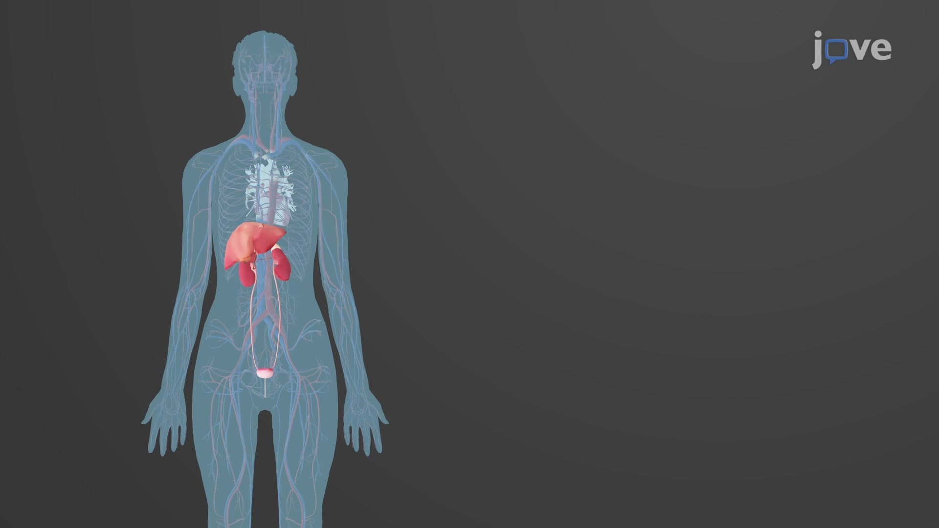 Drug Elimination: The Concept of Clearance