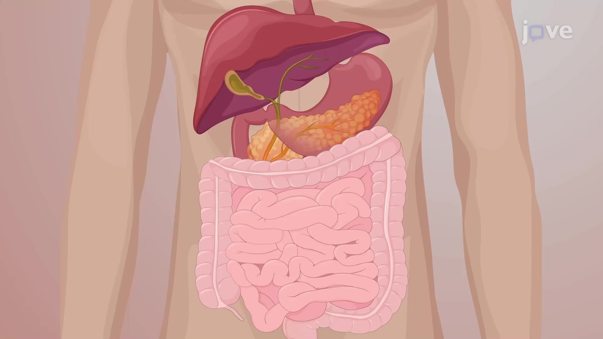 Drug Elimination: Non-Renal Routes