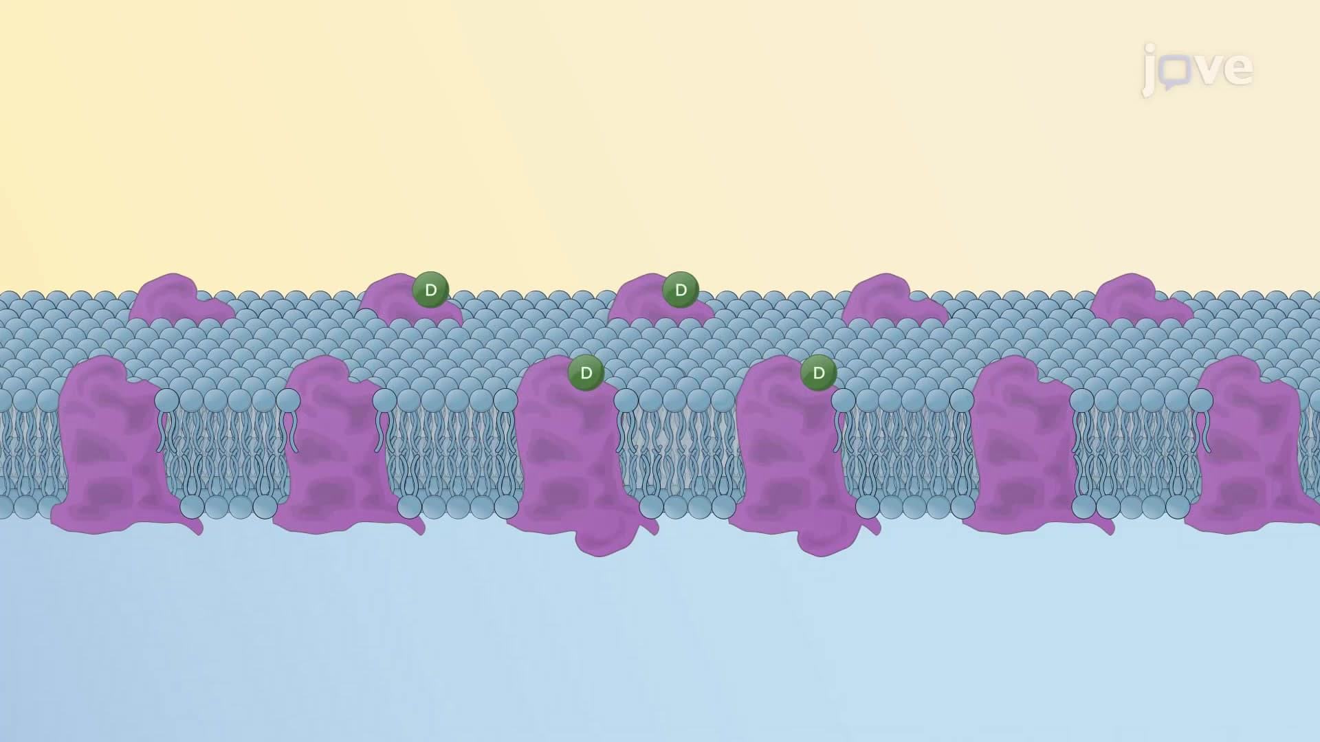 Spare Receptors