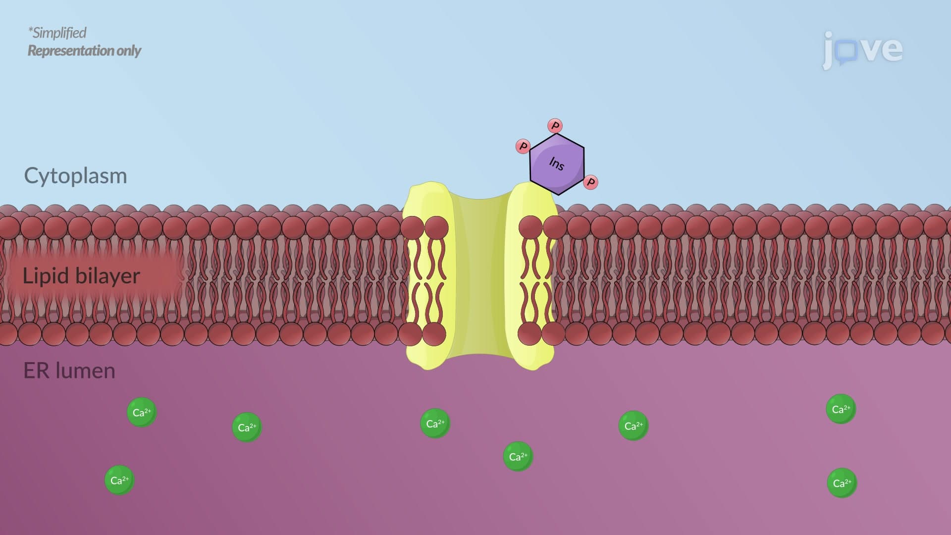 Cholinergic Receptors: Muscarinic