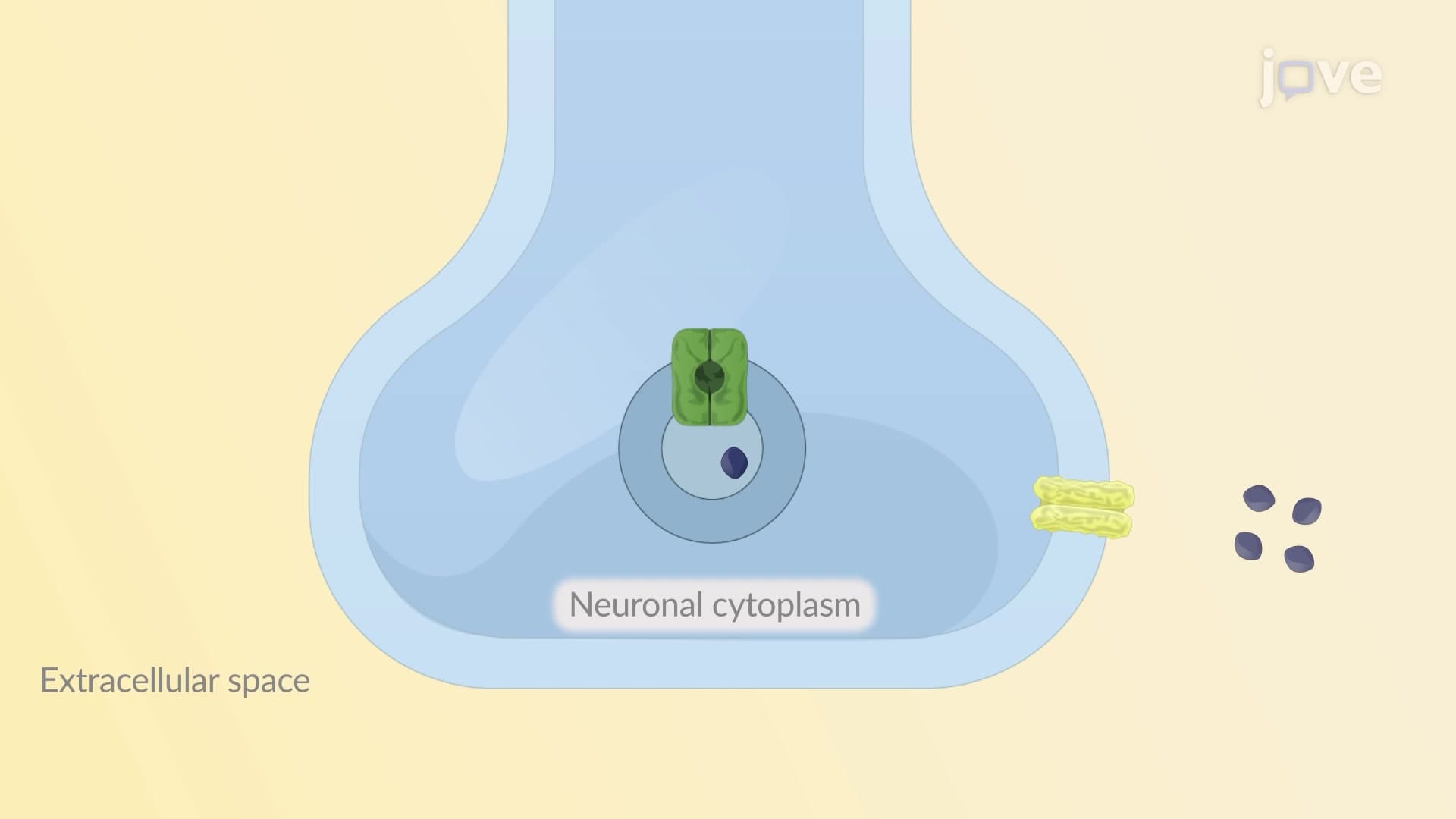 Drugs Affecting Neurotransmitter Release or Uptake