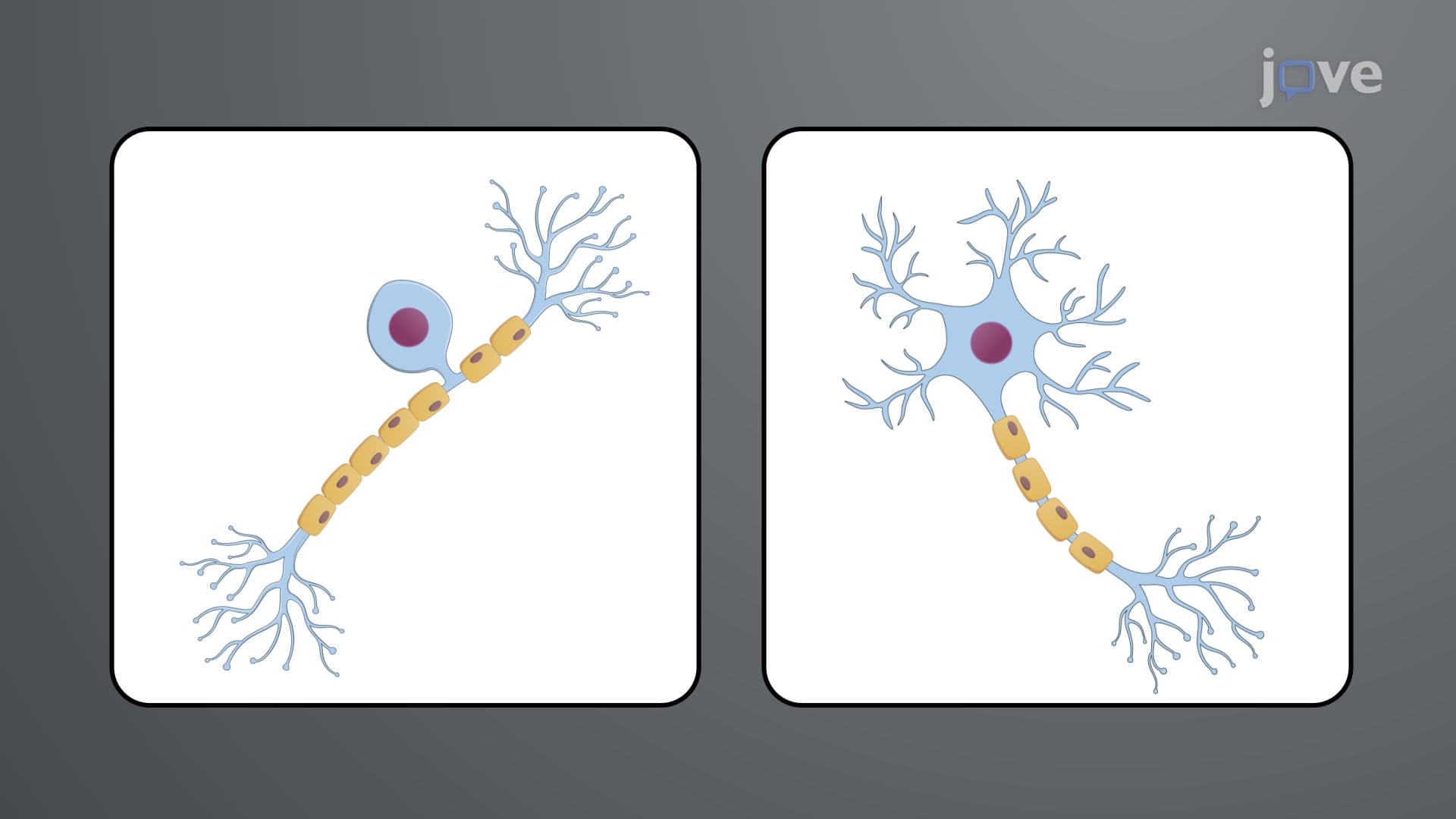 Local Anesthetics: Differential Sensitivity of Nerve Fibers