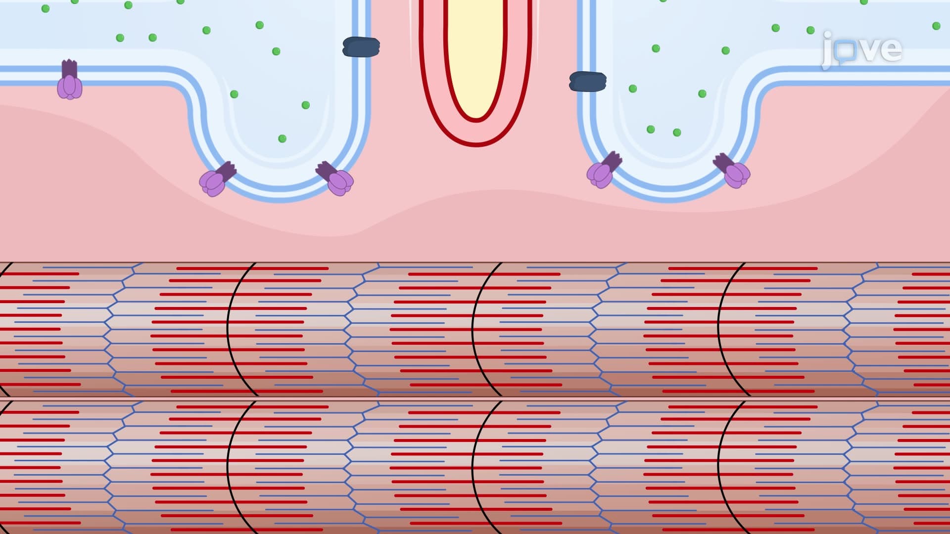 Relaxation of Skeletal Muscles