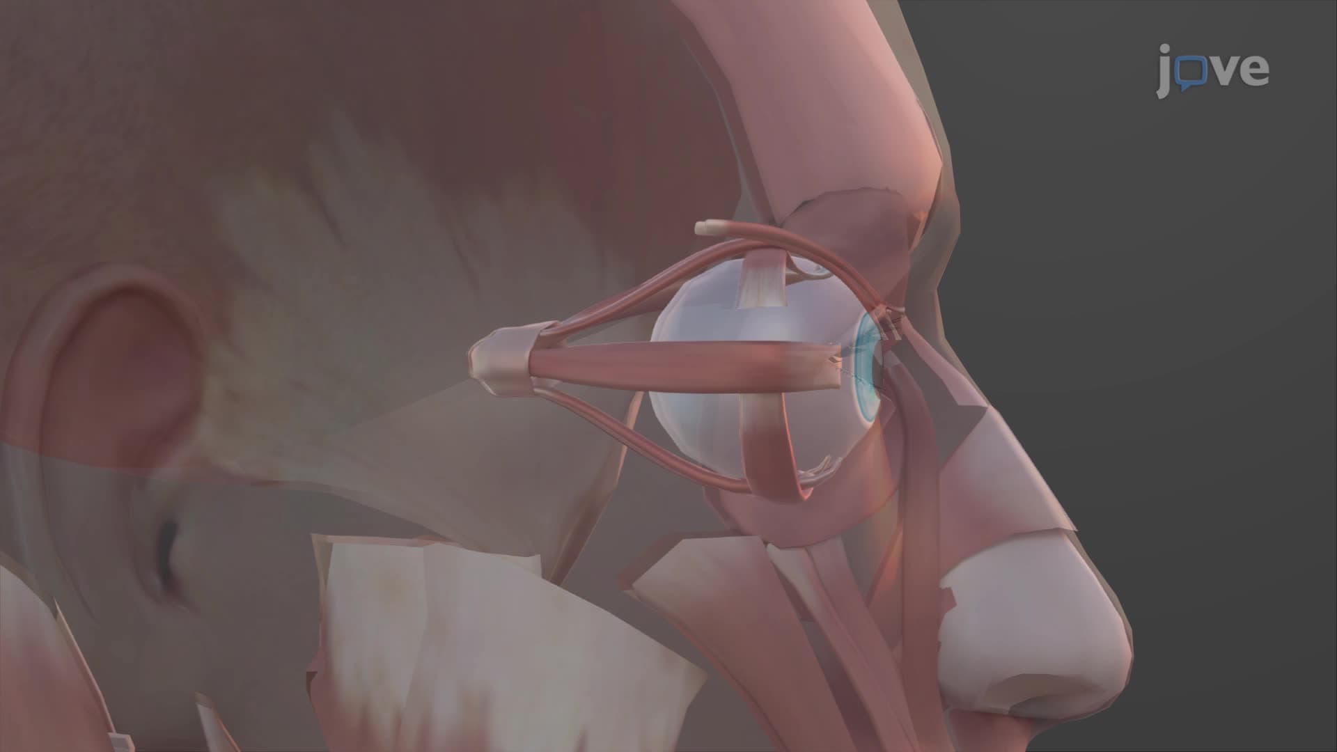 Muscles of the Eye