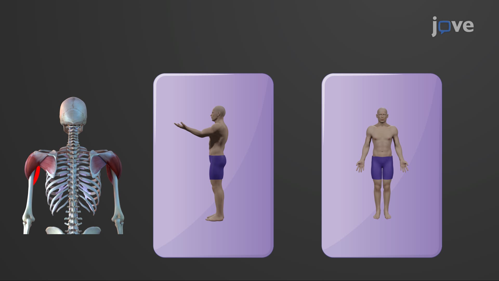 Muscles that Move the Arm
