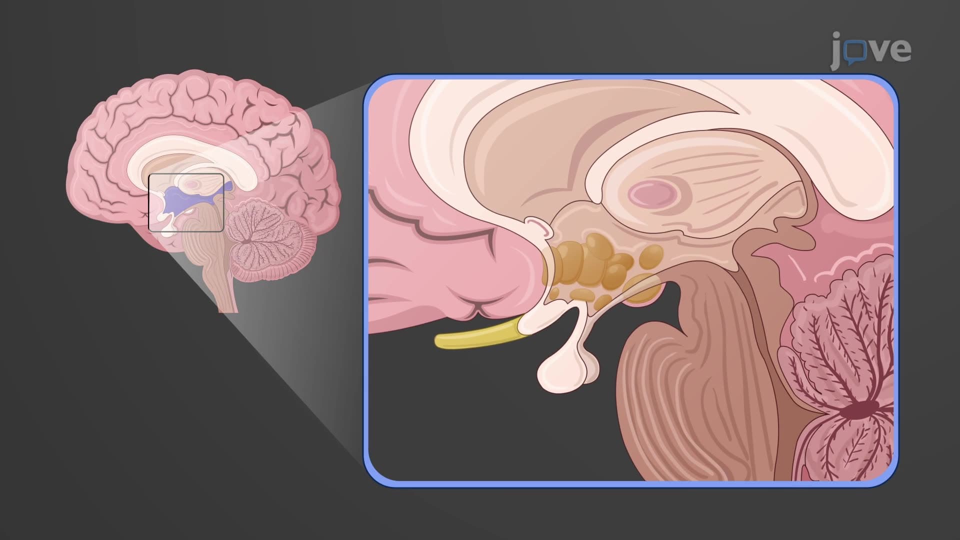 Diencephalon: Hypothalamus and Coordination