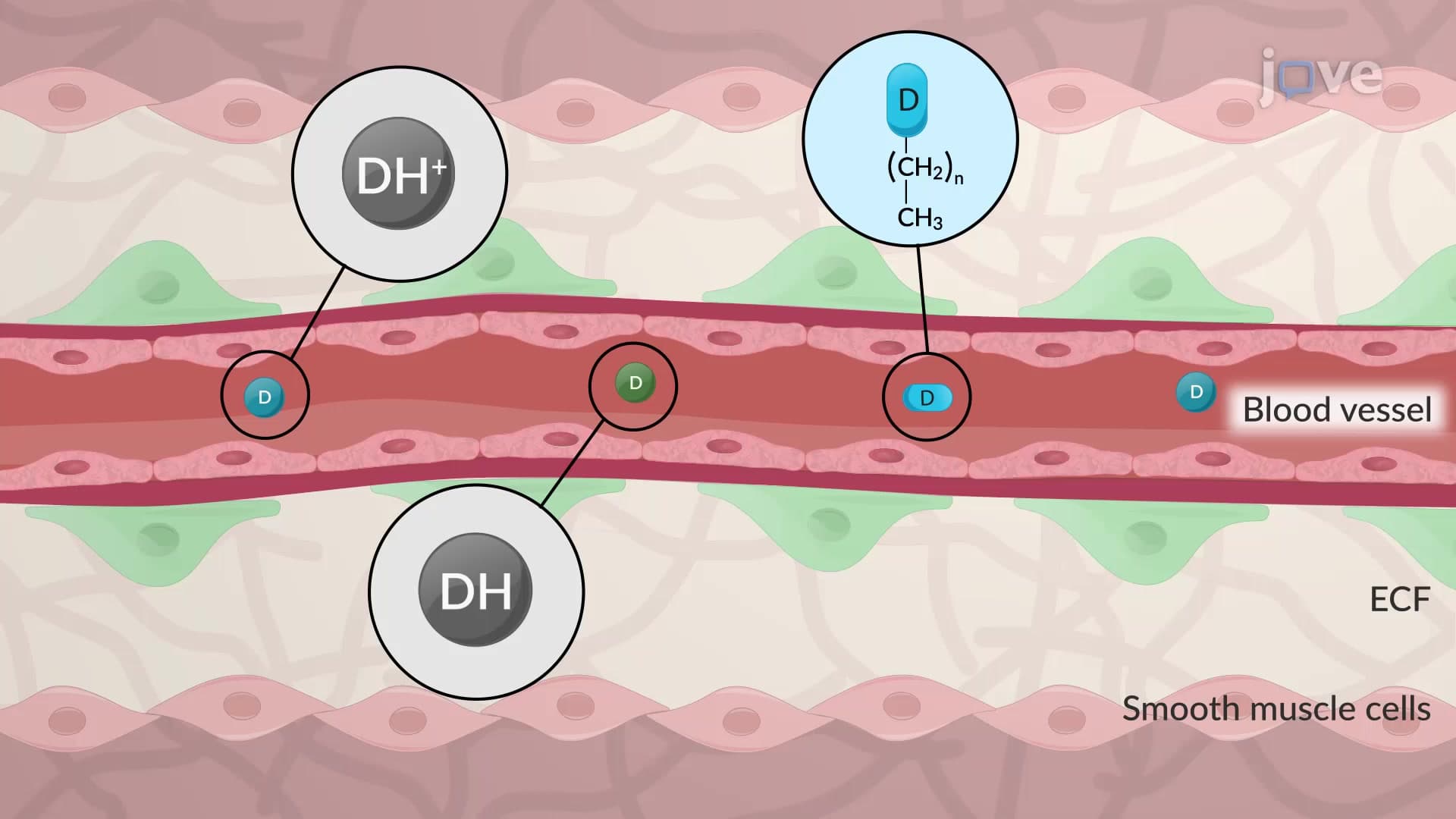 Physiological Barriers