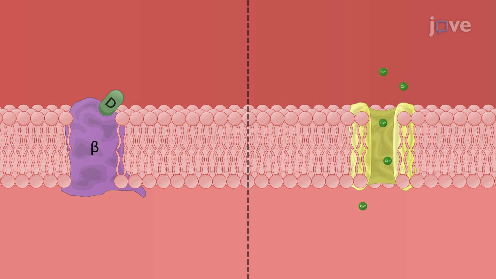 Antiarrhythmic Drugs: Class II Agents as β-Adrenergic Blockers