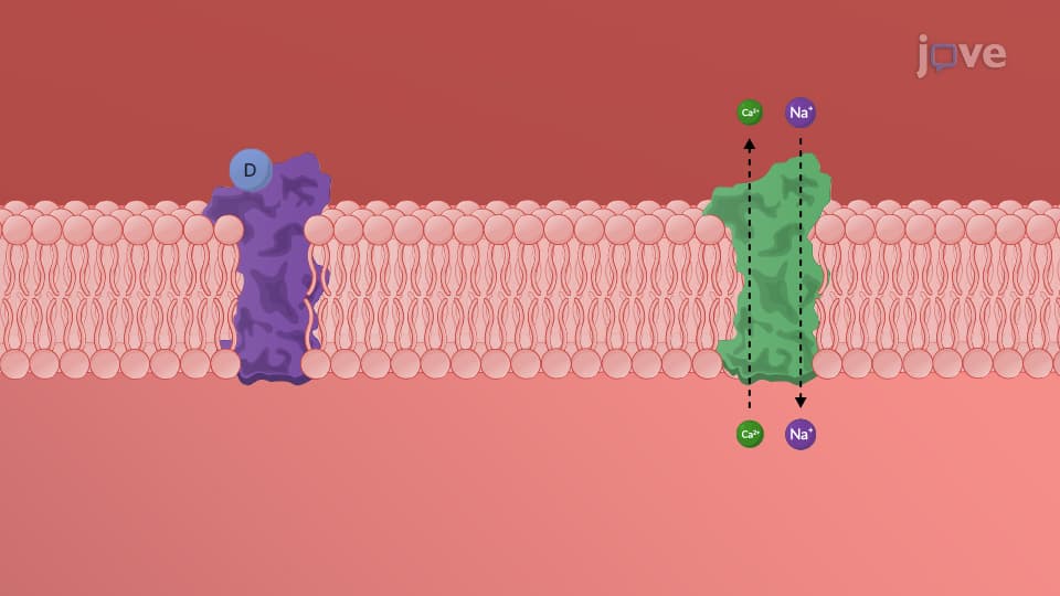 Heart Failure Drugs: Inotropic Agents