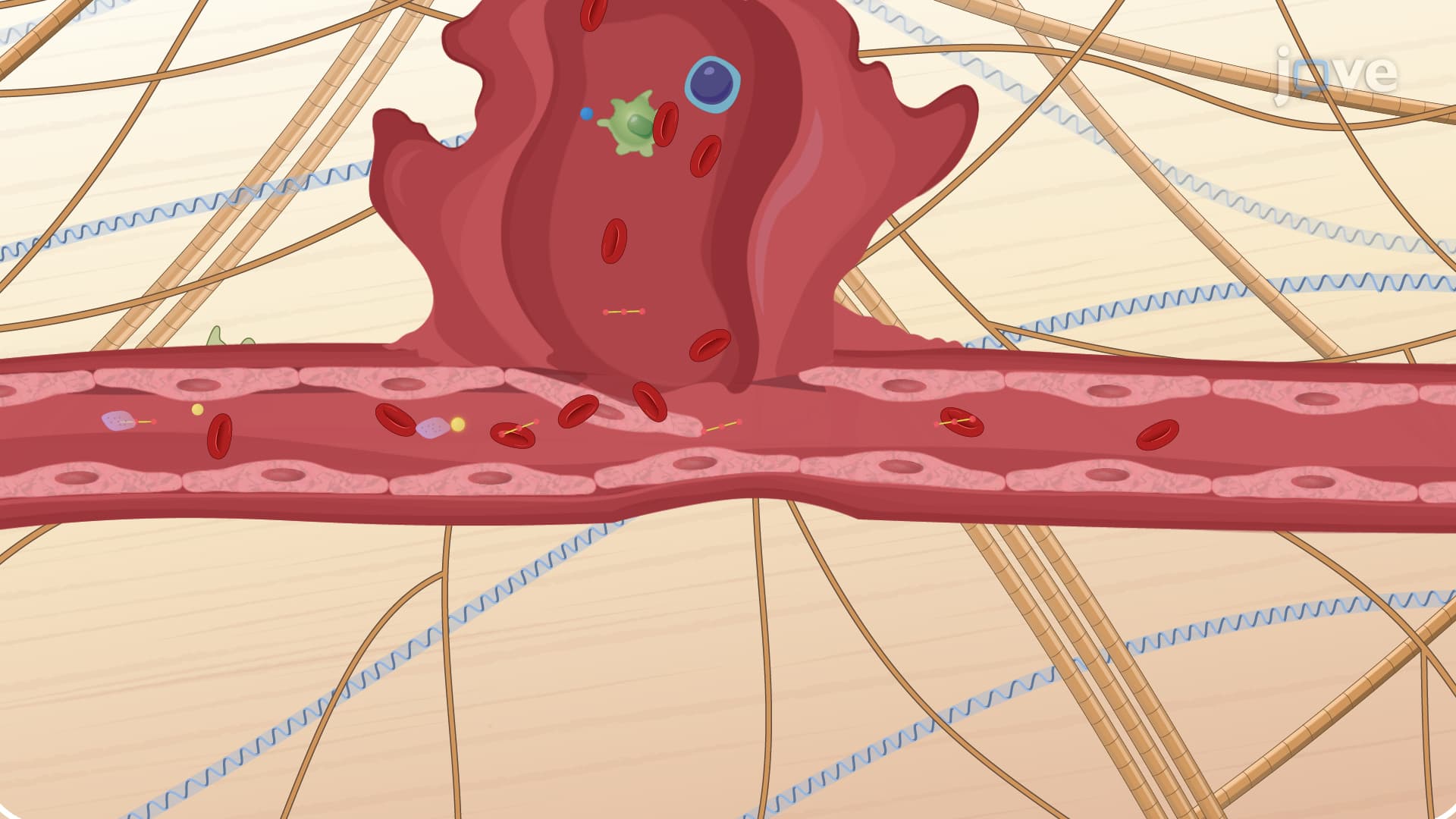 Cardiovascular Drugs: Anticoagulants and Antianginal Agents