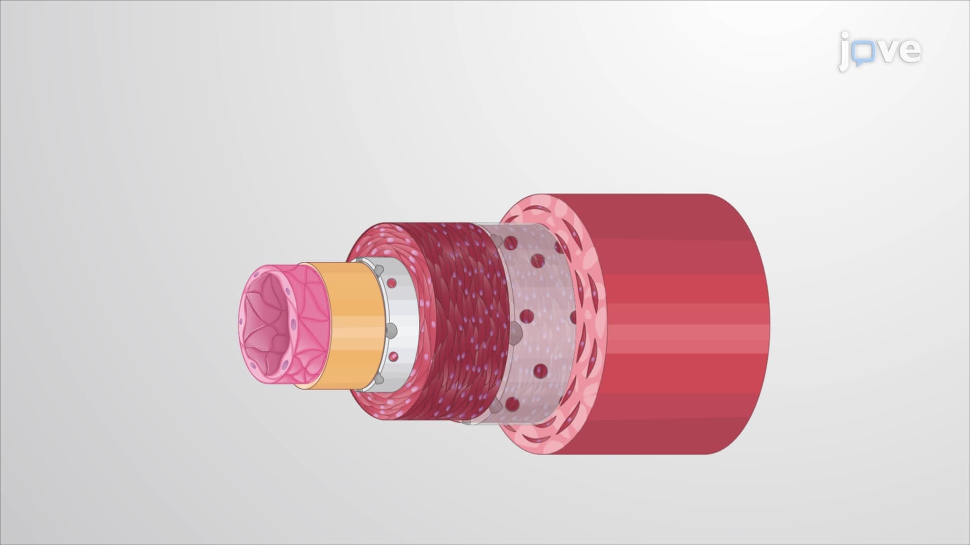 Arteries and Arterioles