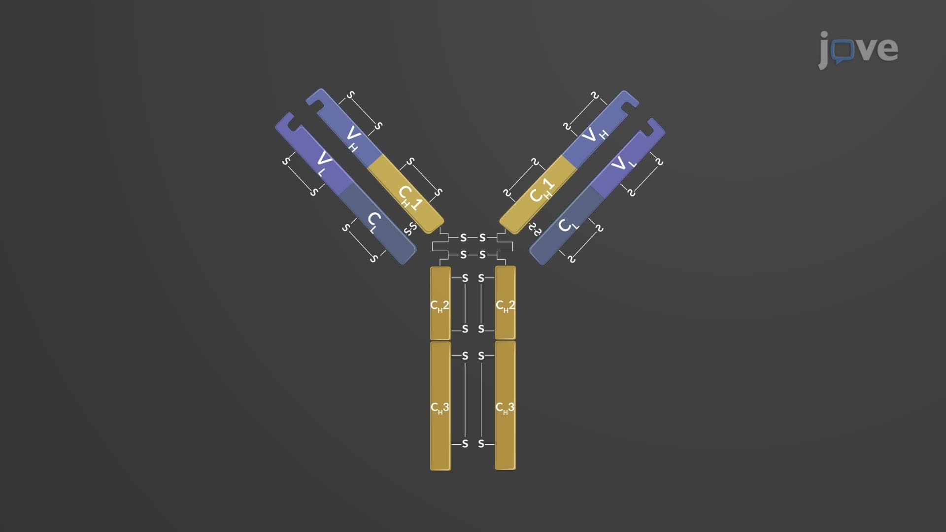 Antibody Structure and Classes