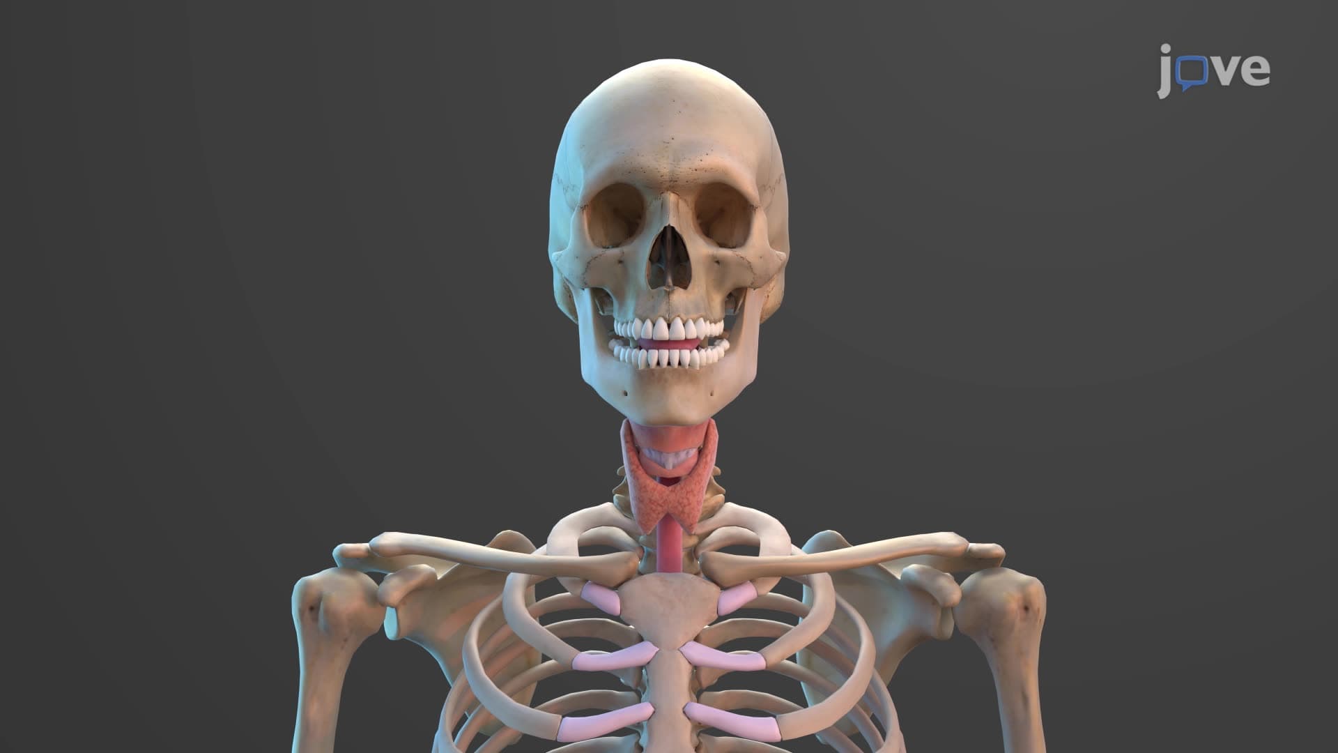 Teeth