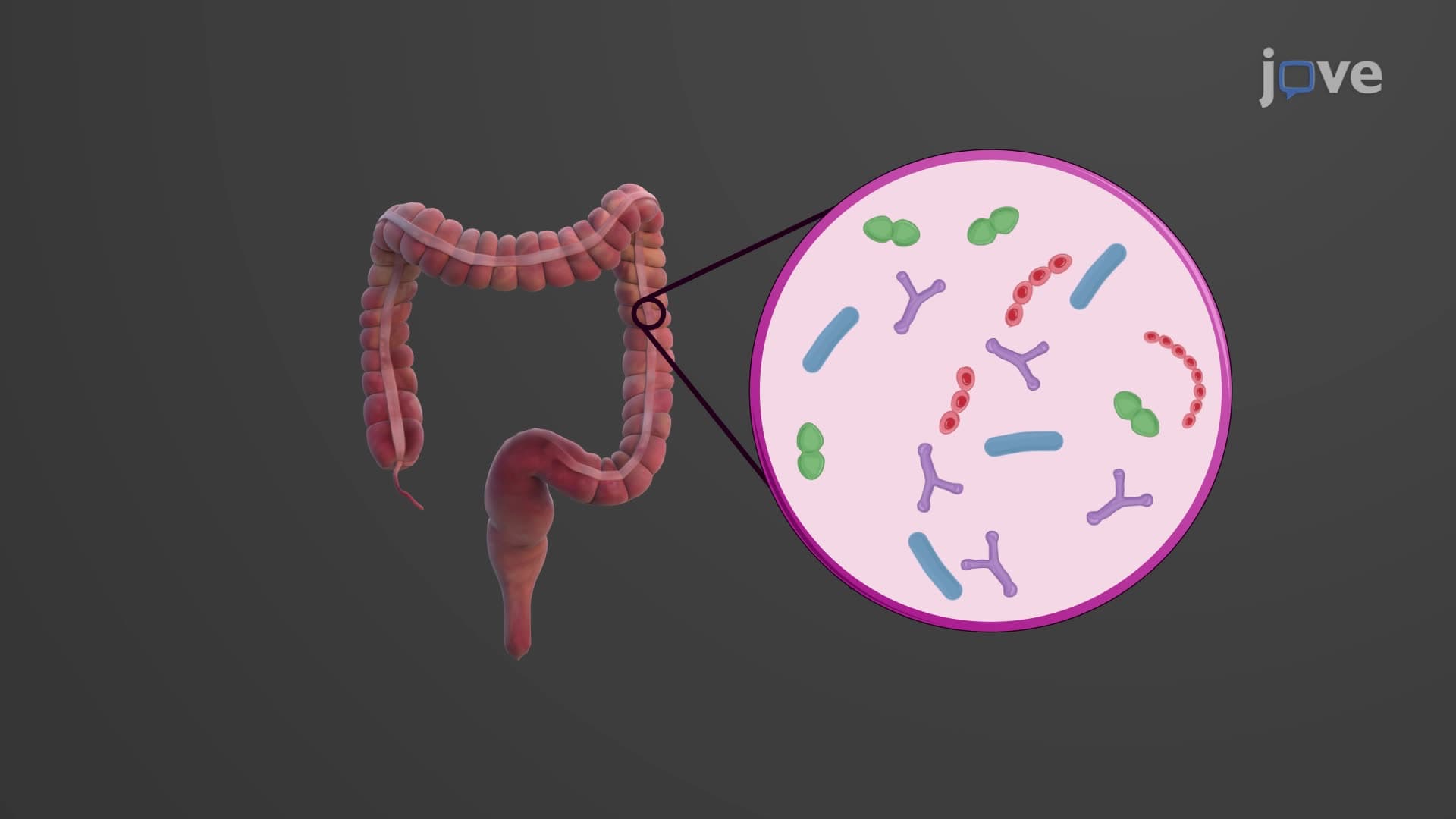Bacterial Flora of the Large Intestine