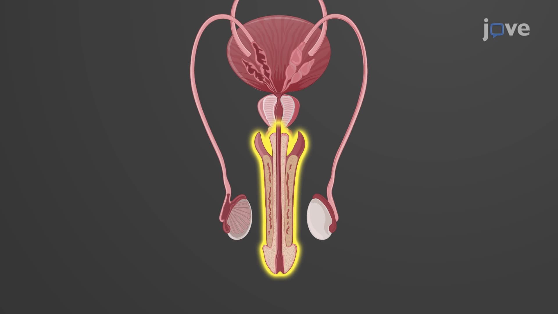Penis