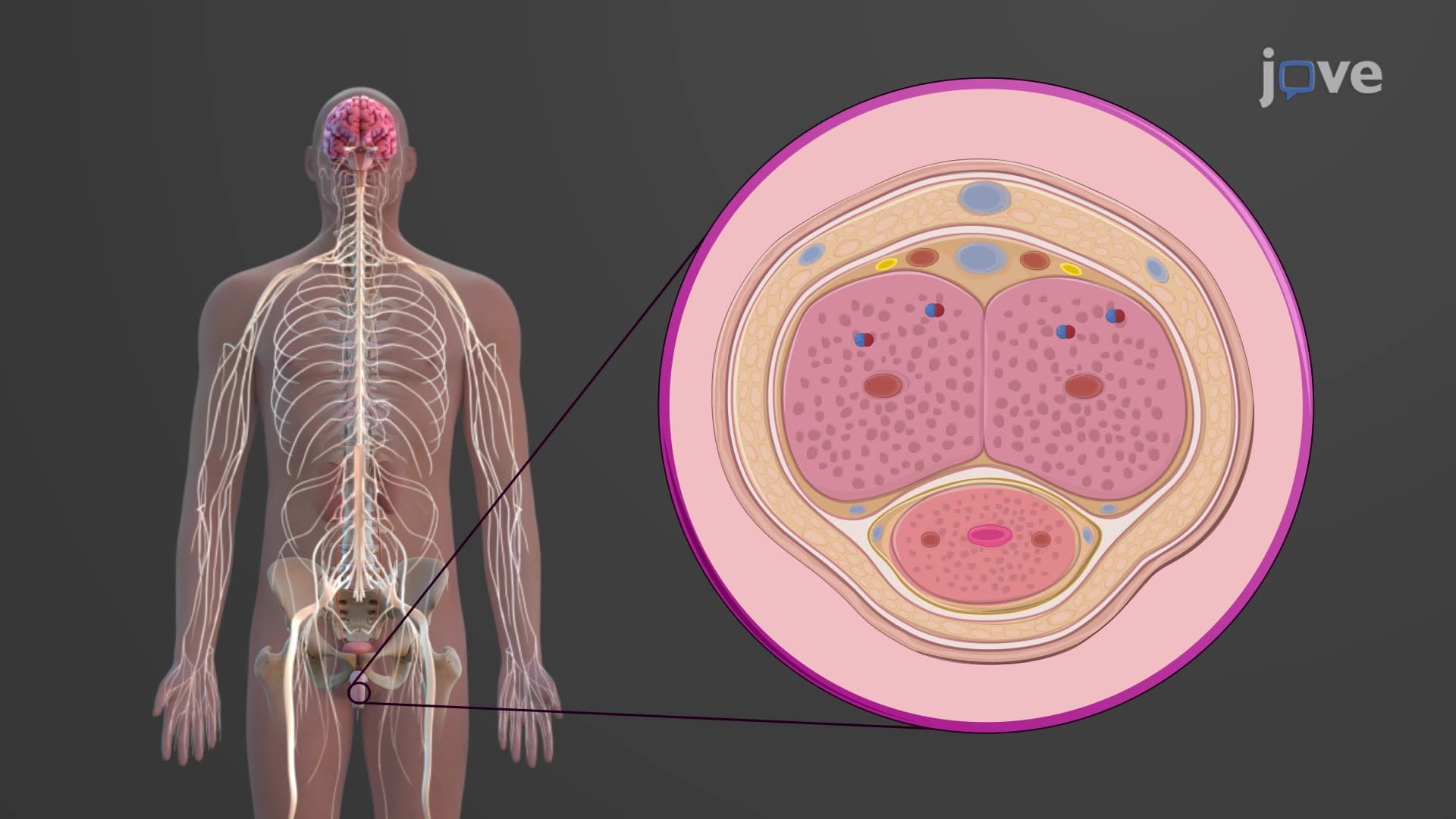 Male Sexual Response: Erection & Ejaculation