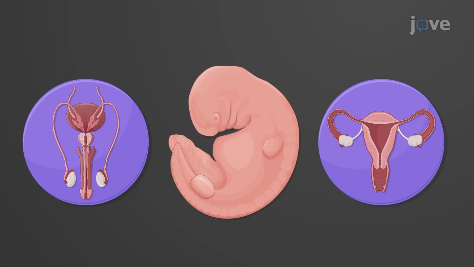 Development of the Sexual Organs in the Embryo and Fetus