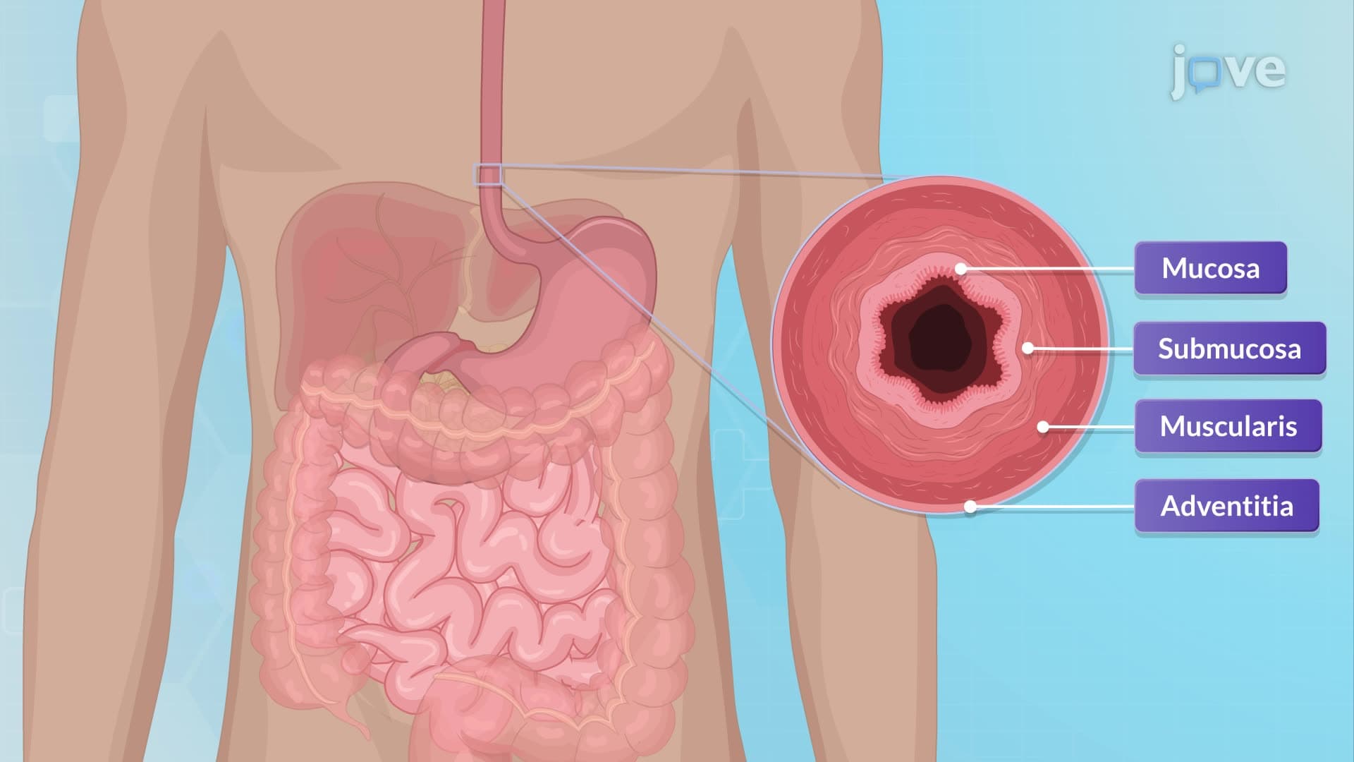An Overview of the Gastrointestinal System: Anatomy, Physiology, and Assessment