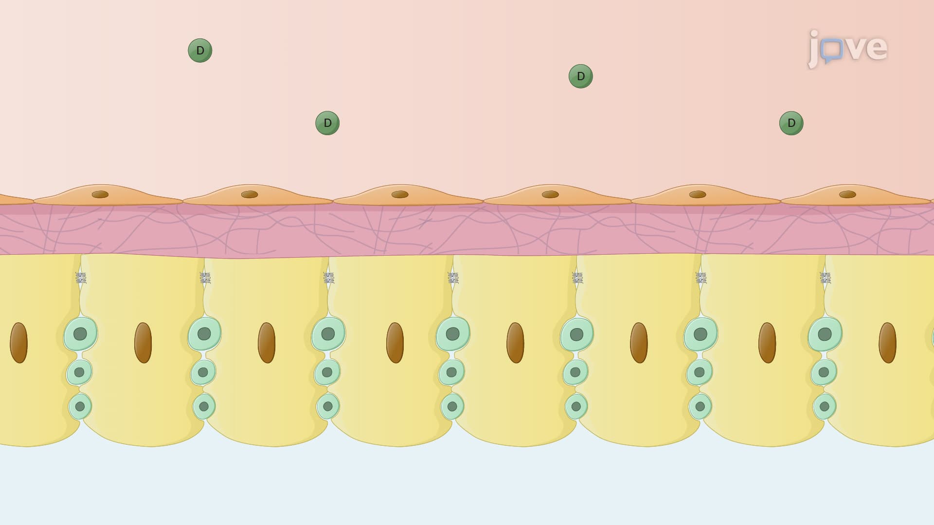 Factors Affecting Drug Distribution: Physiological Barriers