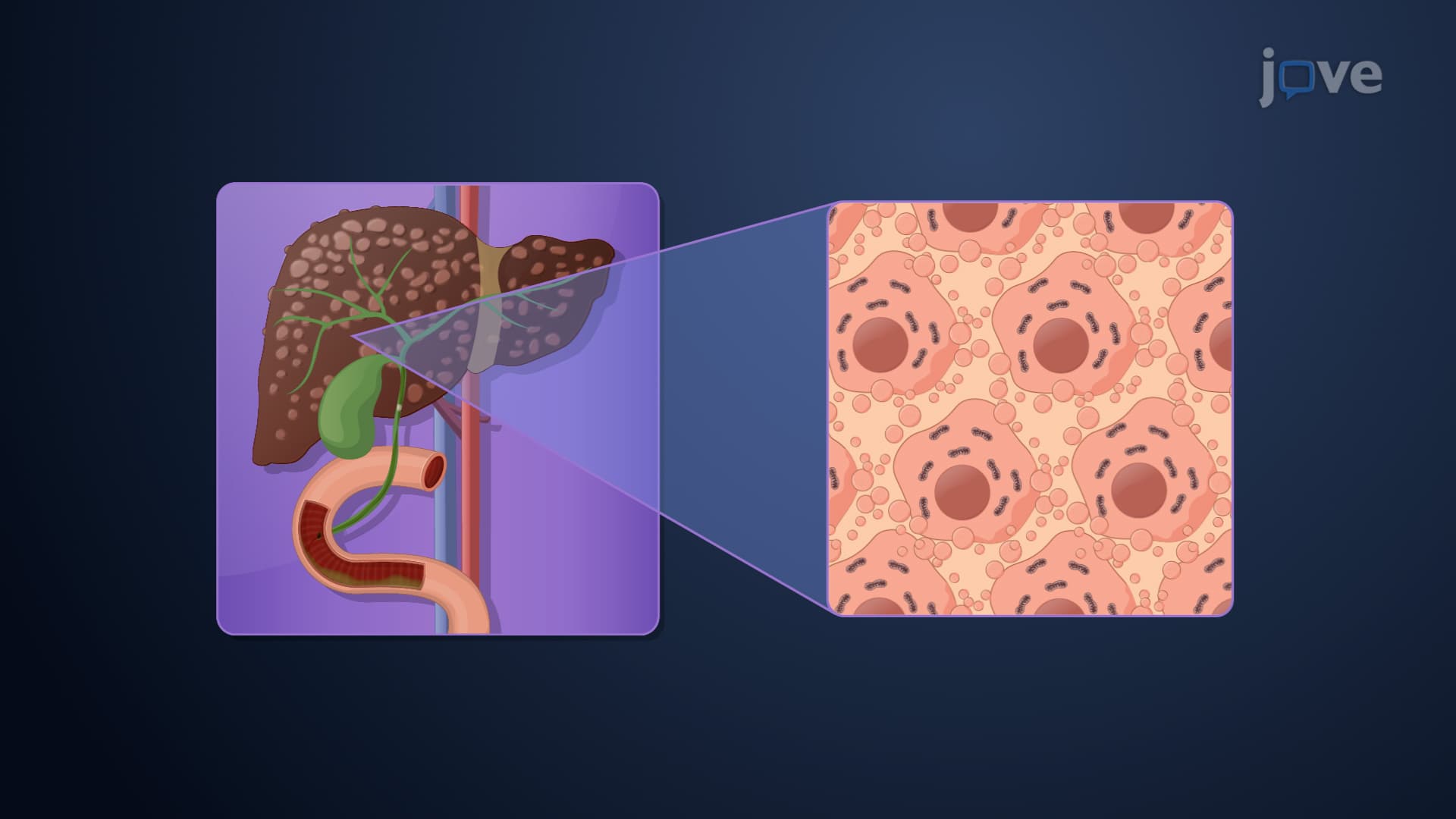 Hepatic Drug Excretion: Influencing Factors